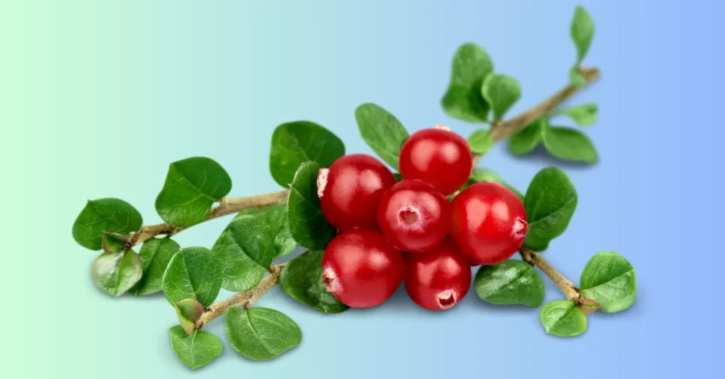 Cranberry