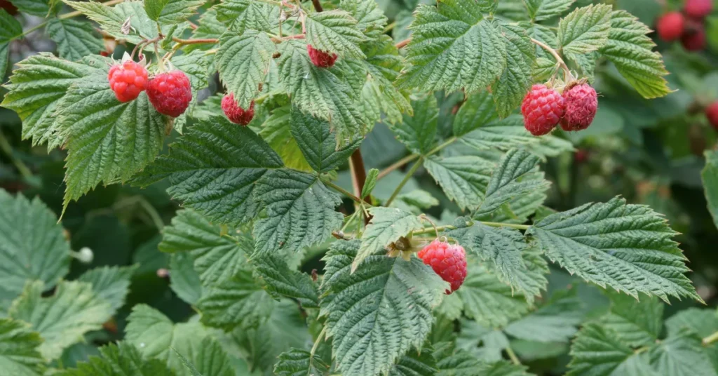 Raspberries