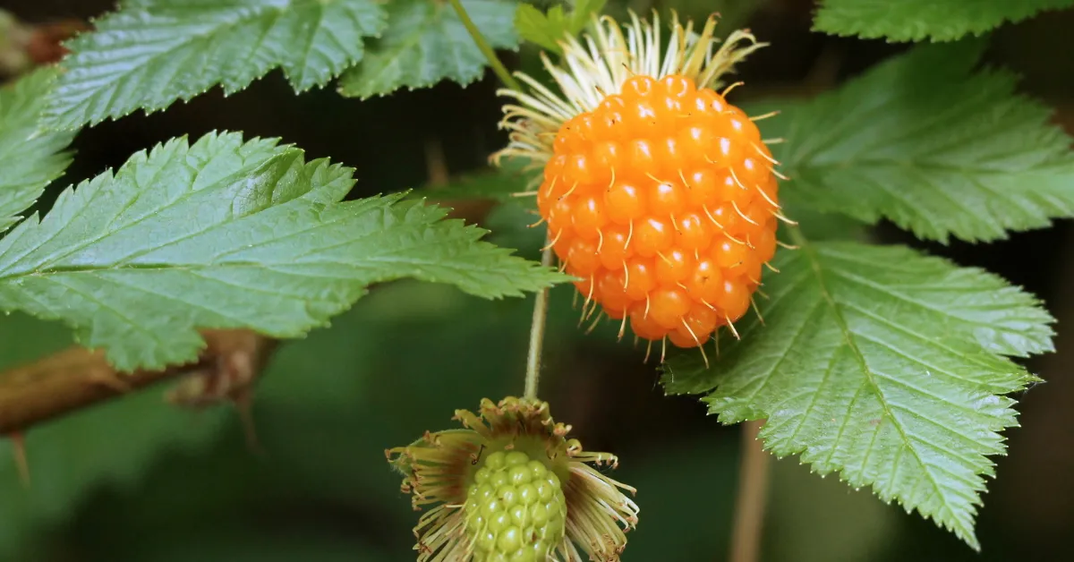 Salmonberry