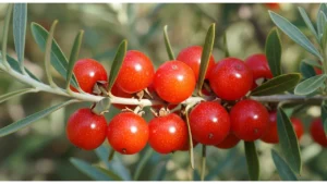 Buffaloberry (Shepherdia argentea)