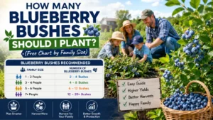 Chart showing how many blueberry bushes to plant per person and family size in a backyard garden