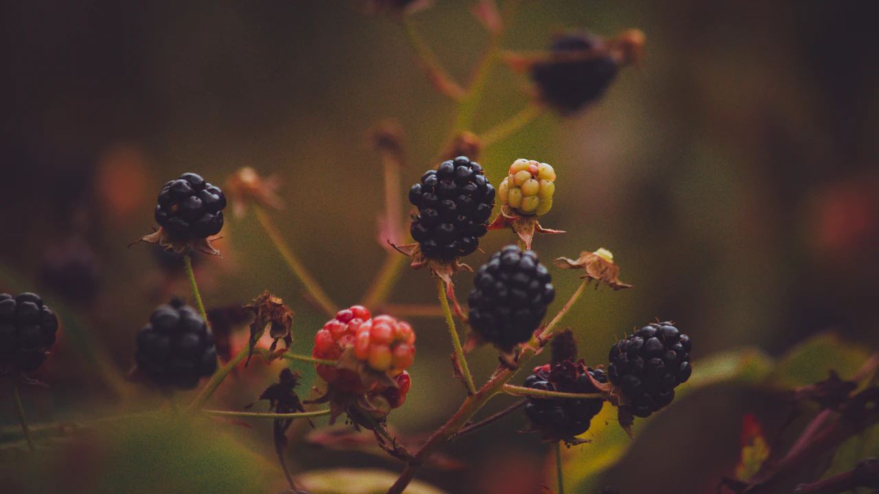 Wild blackberries growing on a bramble, illustrating types of wild berries in North America