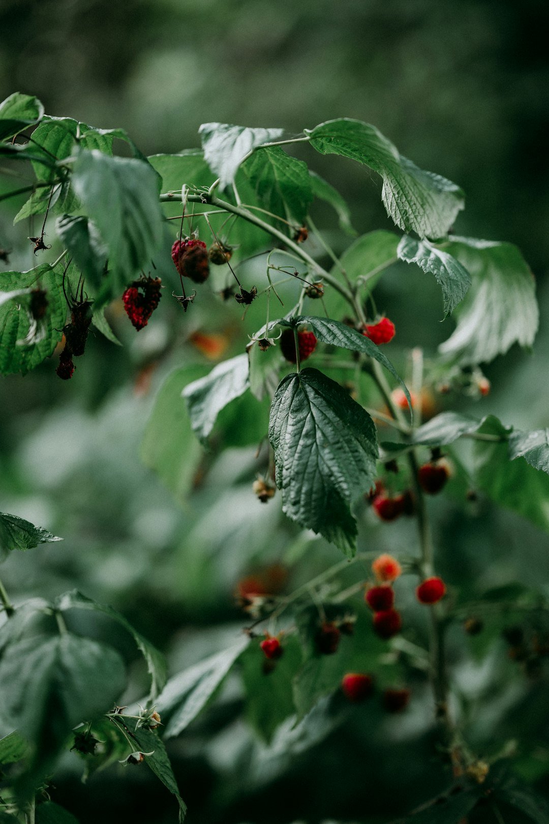 Berry bush with fruit growing among green leaves