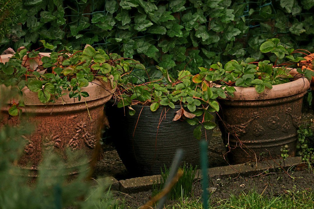 Potted strawberry plants growing in a home garden